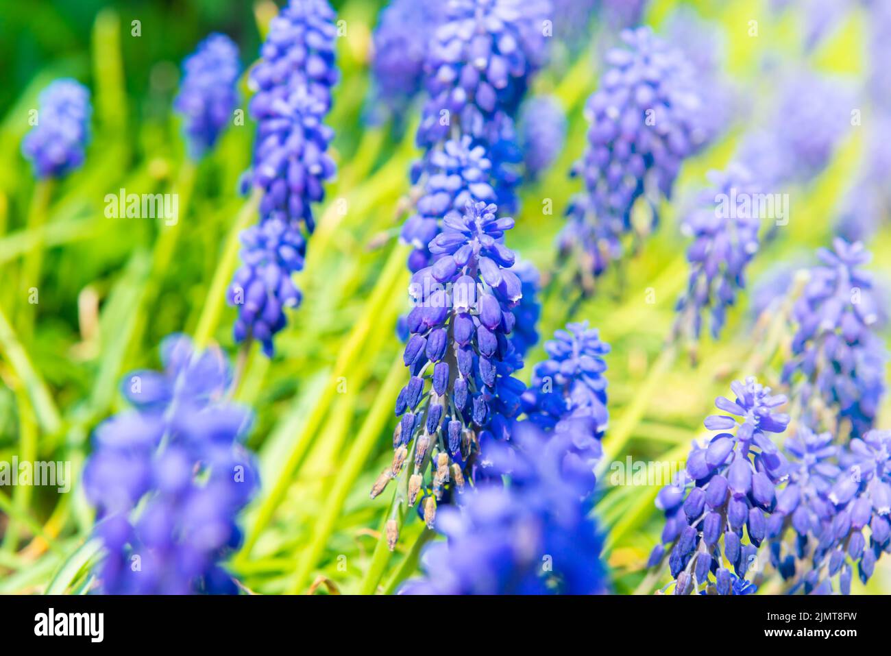 Blue flowers hyacinth Stock Photo