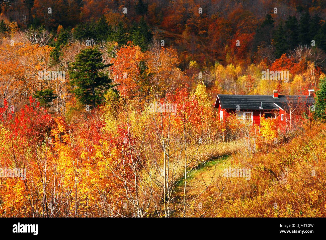 A lone barn stands amongst the brilliant autumn leaves and colors on a hillside in New England