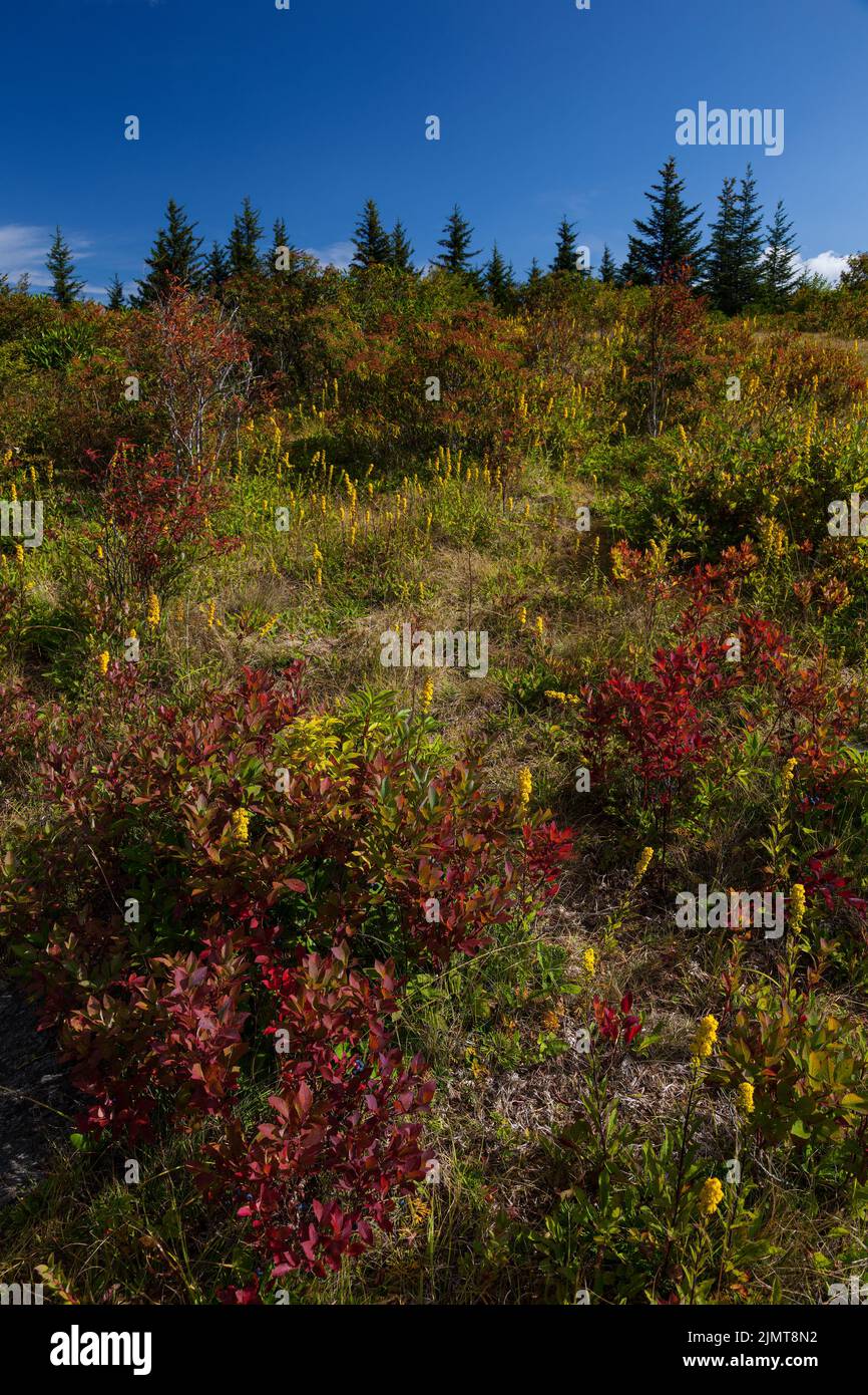Black forest ridge hi-res stock photography and images - Alamy