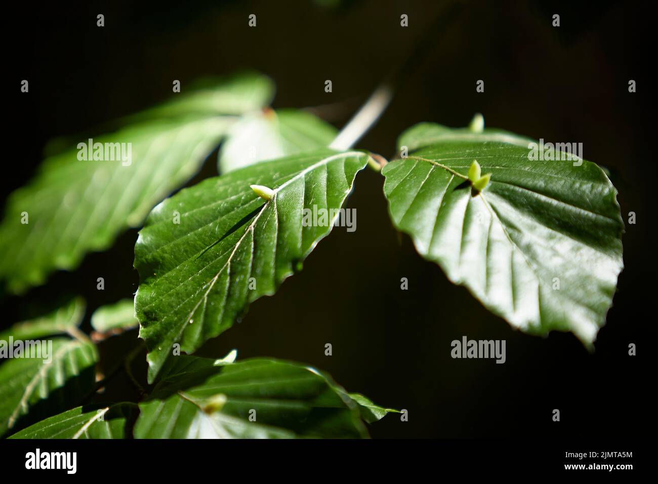 Mikiola fagi, eggs of the mosquito on leaves of a beech Stock Photo