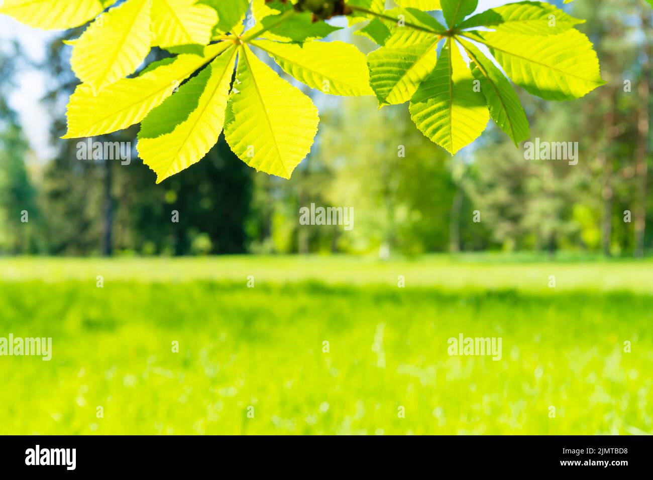Green leaves in sunny forest Stock Photo