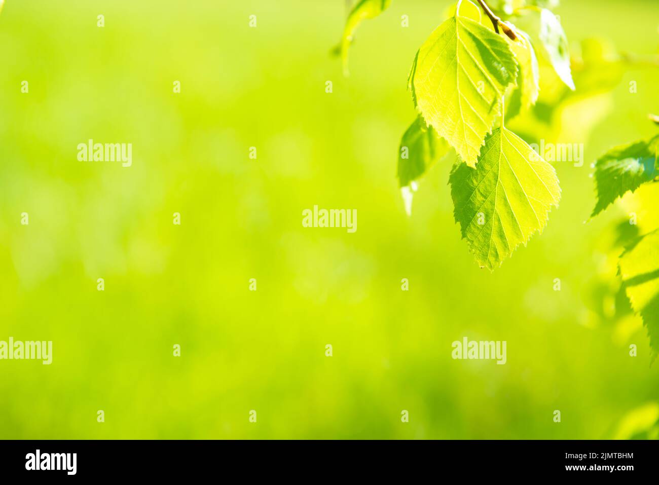 Green leaves on soft grass background Stock Photo
