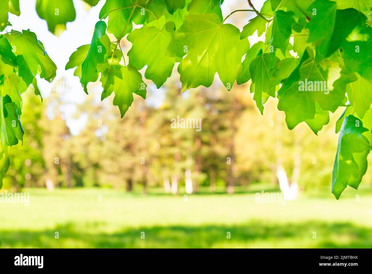 Green leaves ecology hi-res stock photography and images - Alamy