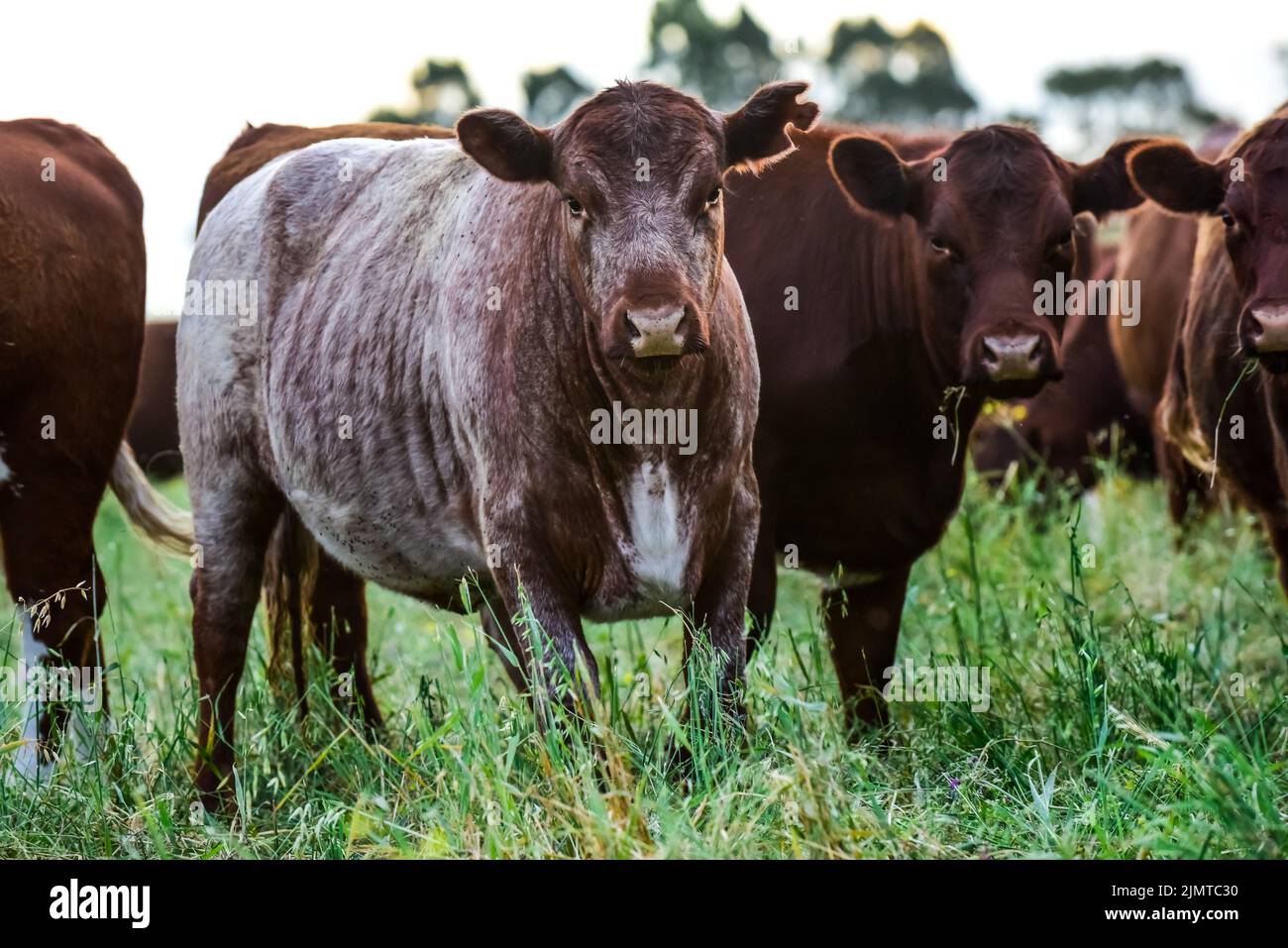 Cows raised with natural pastures, meat production in the Argentine ...