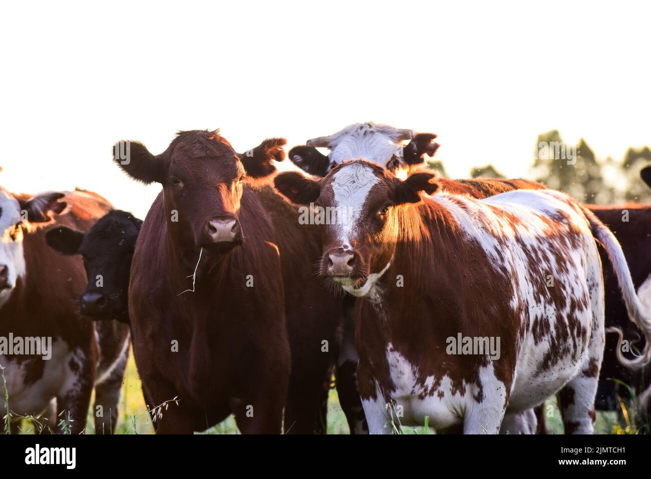 Cows raised with natural pastures, meat production in the Argentine ...