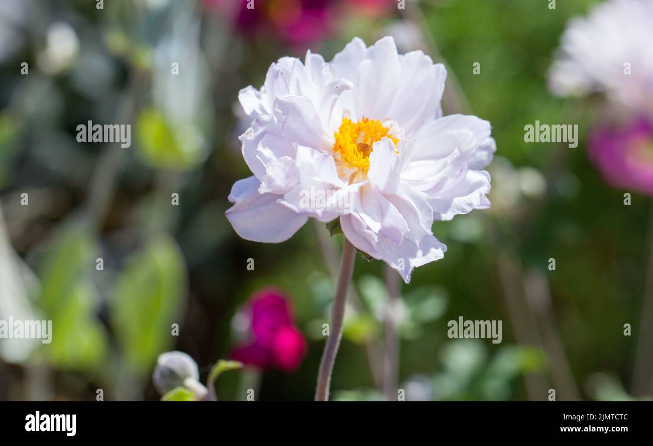 Japanese Anemone 'Frilly Knickers' variety Stock Photo