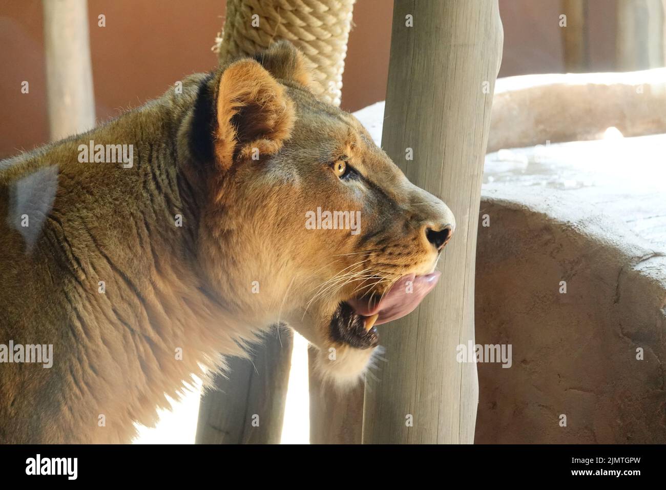 Granby zoo hi-res stock photography and images - Page 2 - Alamy