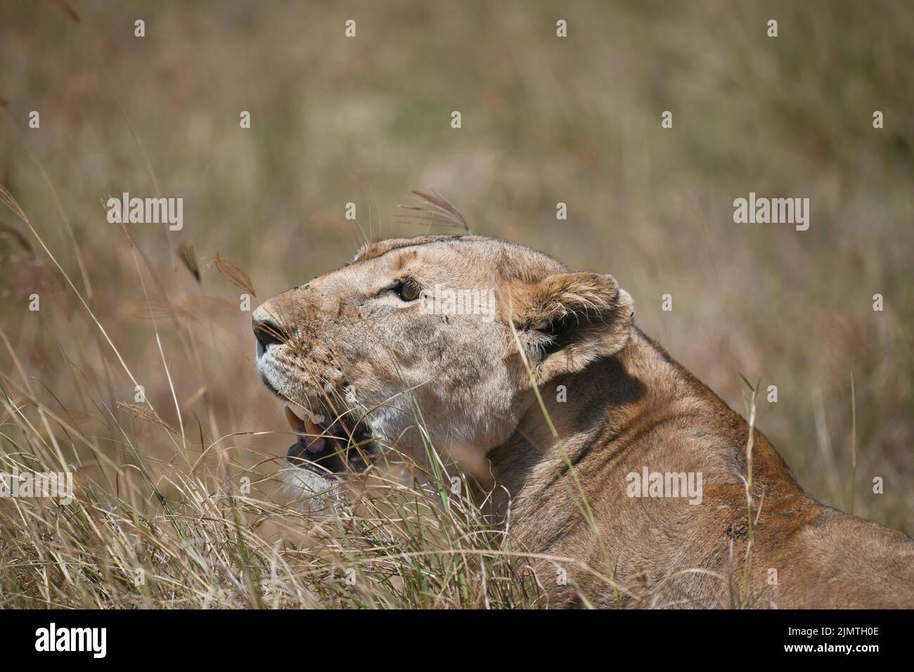 Lion horizontal hi-res stock photography and images - Alamy