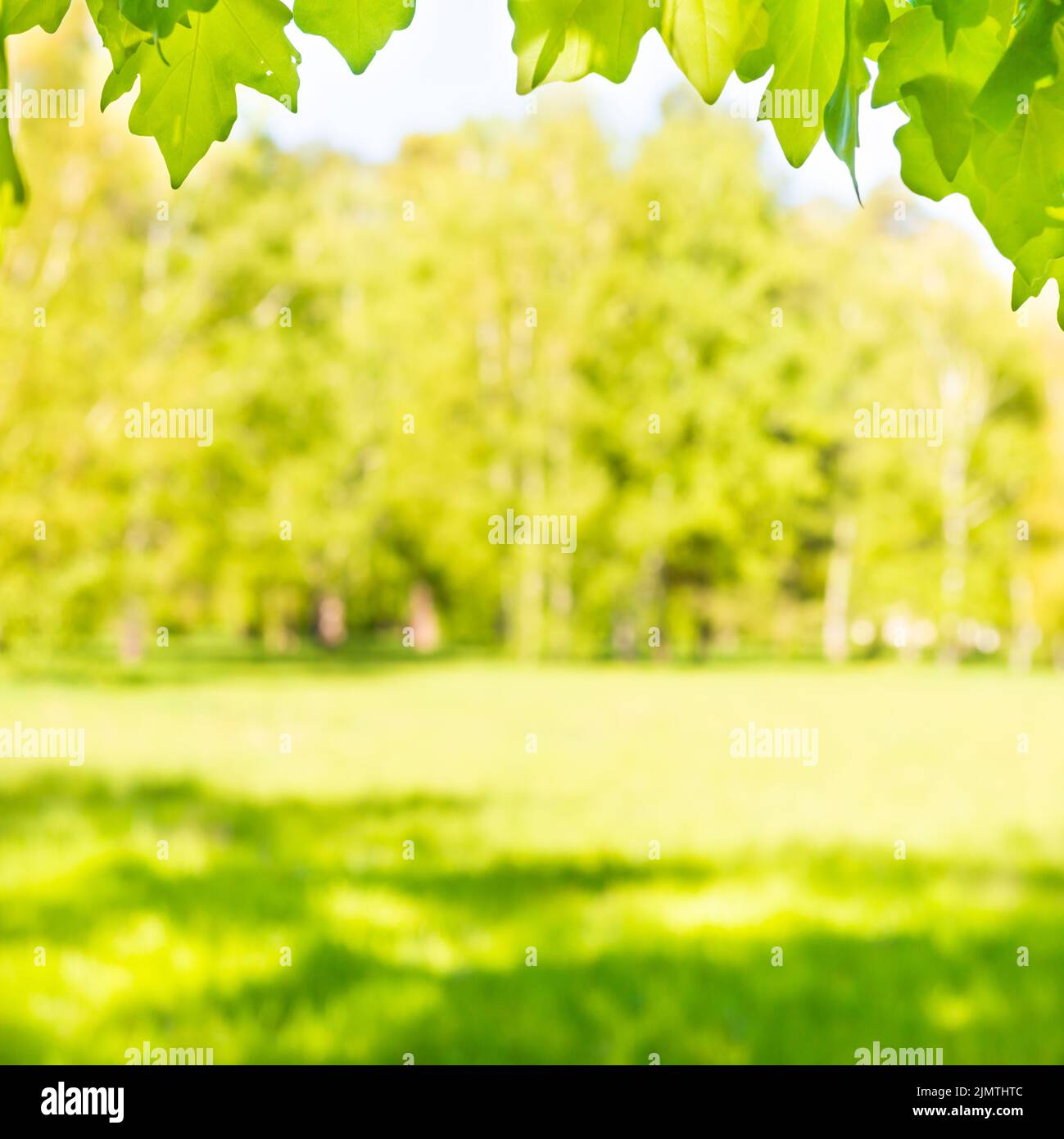 Green maple leaves in sunny forest Stock Photo