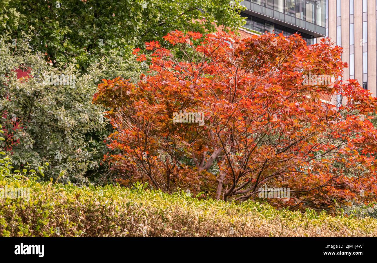 London, Great Britain - July 3, 2022: Closeup of Reddish young Anne Frank tree in front yard of British Library. Other foliage and tall buildings in b Stock Photo