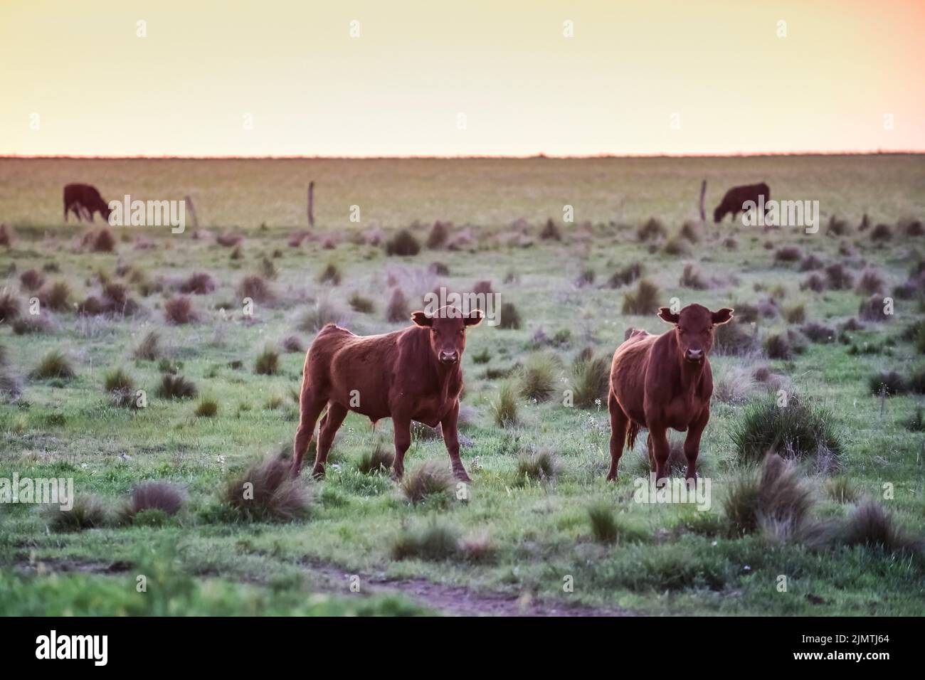 Cows raised with natural pastures, meat production in the Argentine ...