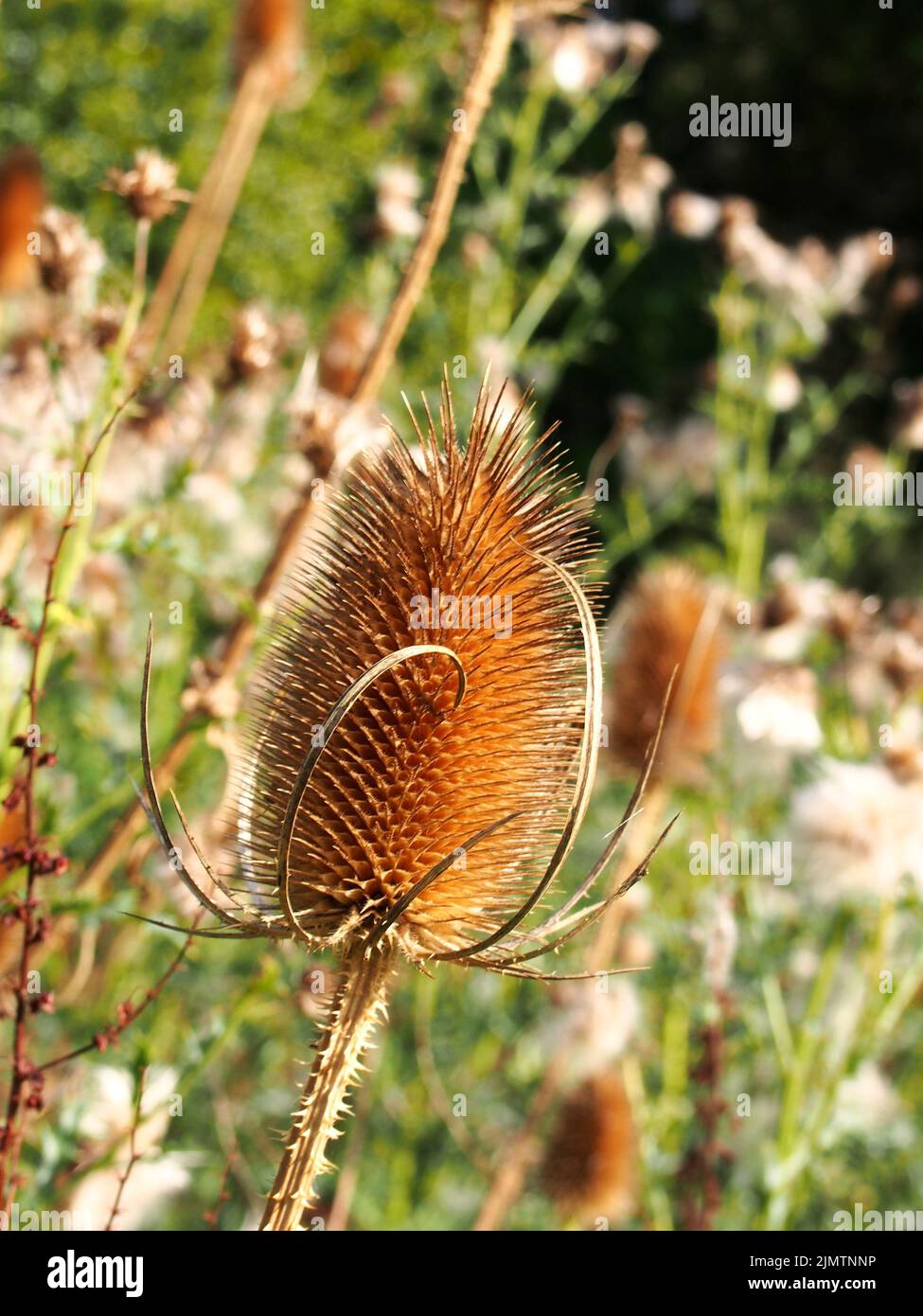 Close up of a brown dry teasel in a meadow in autumn sunlight Stock Photo
