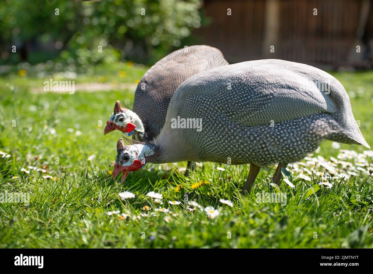 Two quinea fowls at poultry yard on green grass Stock Photo
