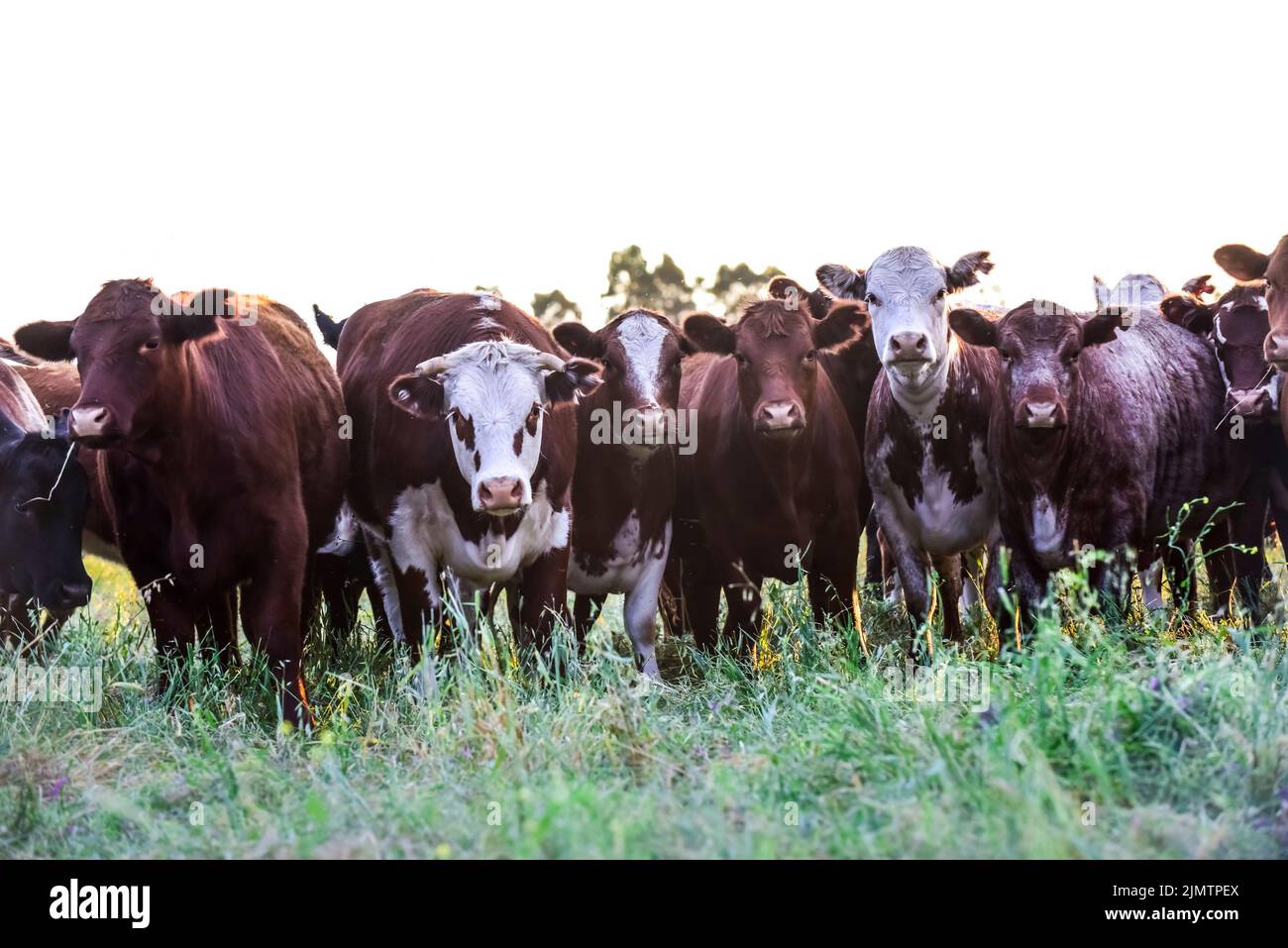 Cows raised with natural pastures, meat production in the Argentine ...