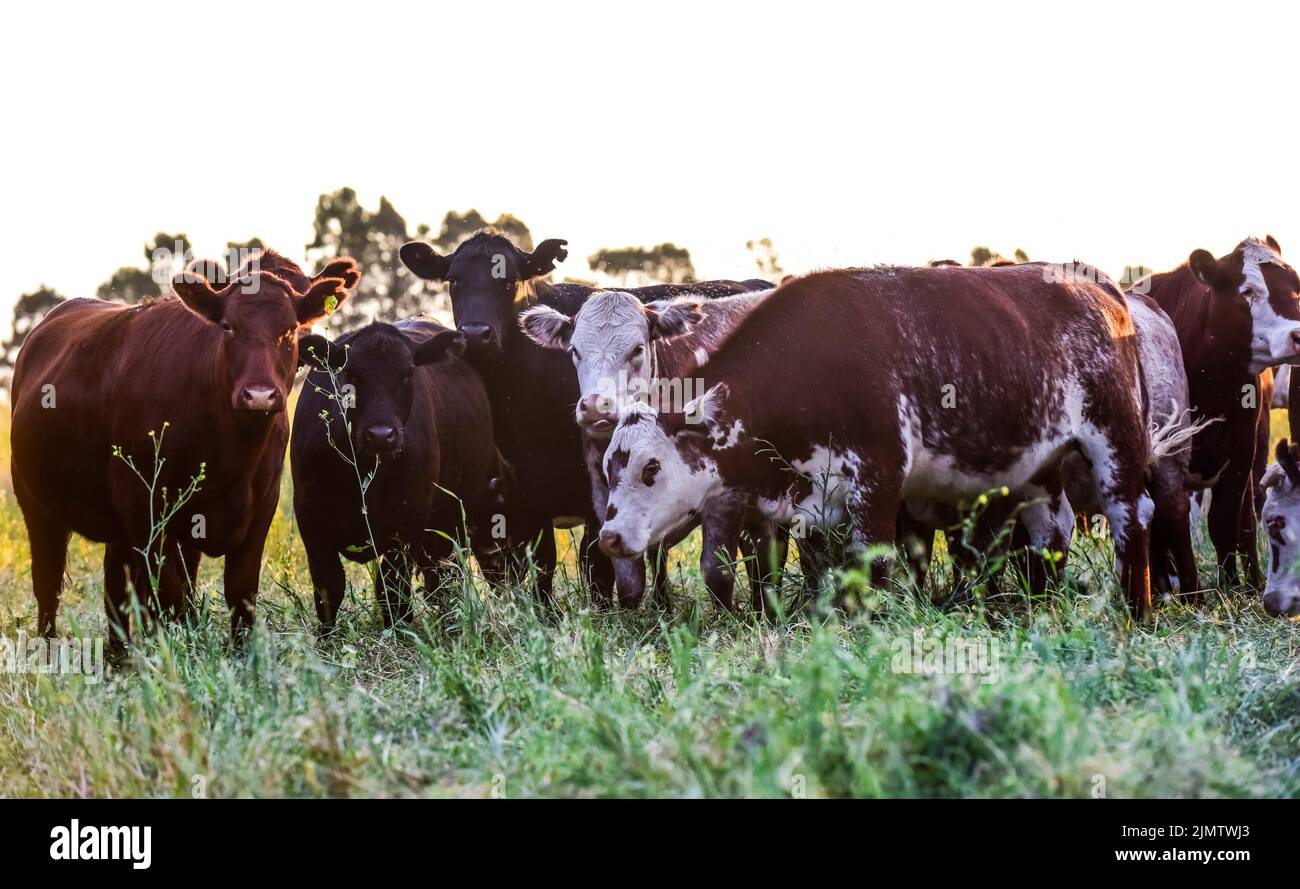 Cows raised with natural pastures, meat production in the Argentine ...