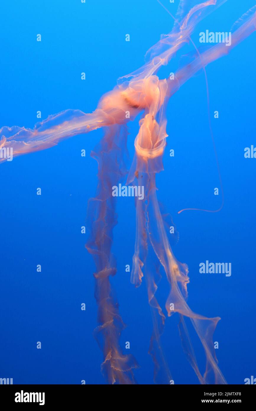 Beautiful, floating pink tentacles of sea nettles drifting in deep blue water become entangled to form an abstract portrait of marine life. Stock Photo