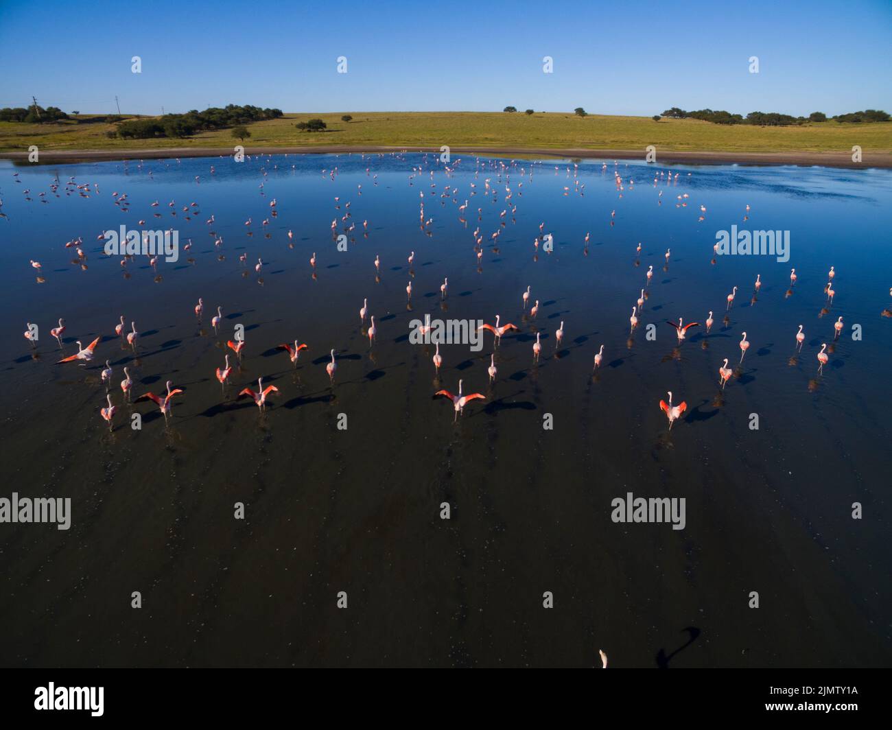 Flamingos flock in the cosat line, Peninsula Valdes, Chubut Province,  Unesco World Heritage Site , Patagonia Argentina. Stock Photo