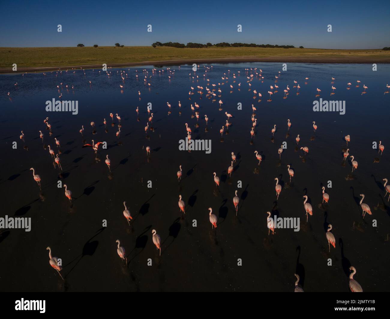 Flamingos flock in the cosat line, Peninsula Valdes, Chubut Province,  Unesco World Heritage Site , Patagonia Argentina. Stock Photo