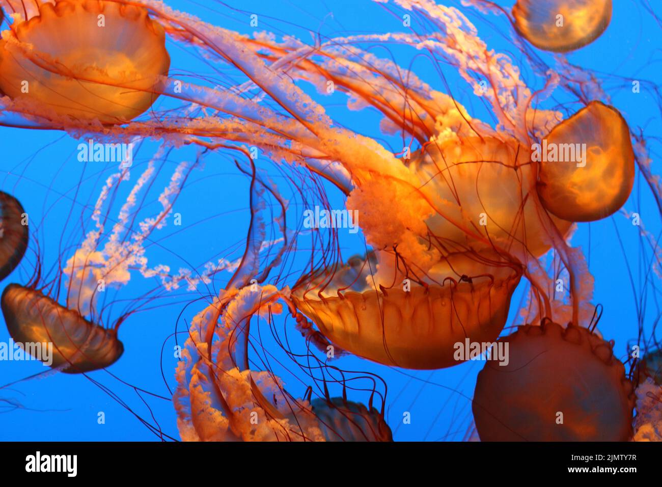Beautiful orange sea nettles drifting in deep blue water. Stock Photo