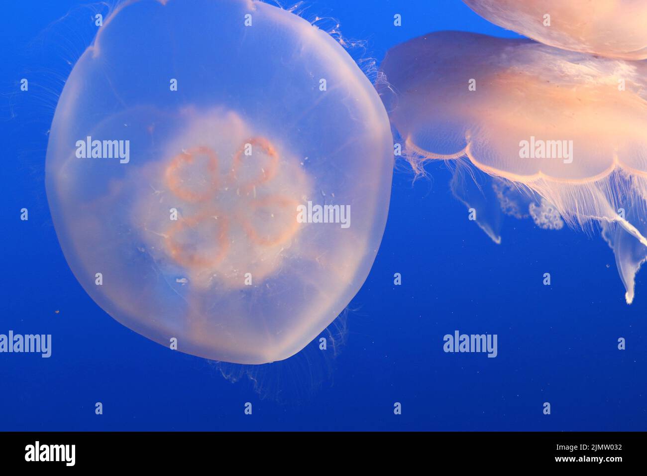 Beautiful, delicate white jellies float in deep blue water Stock Photo