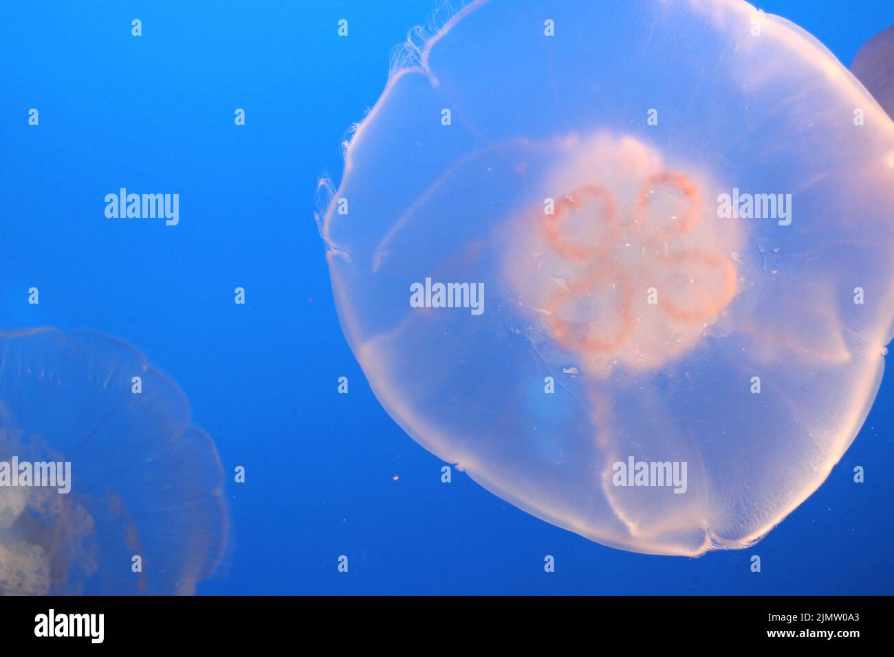 Beautiful, delicate white jellies float in deep blue water. Stock Photo