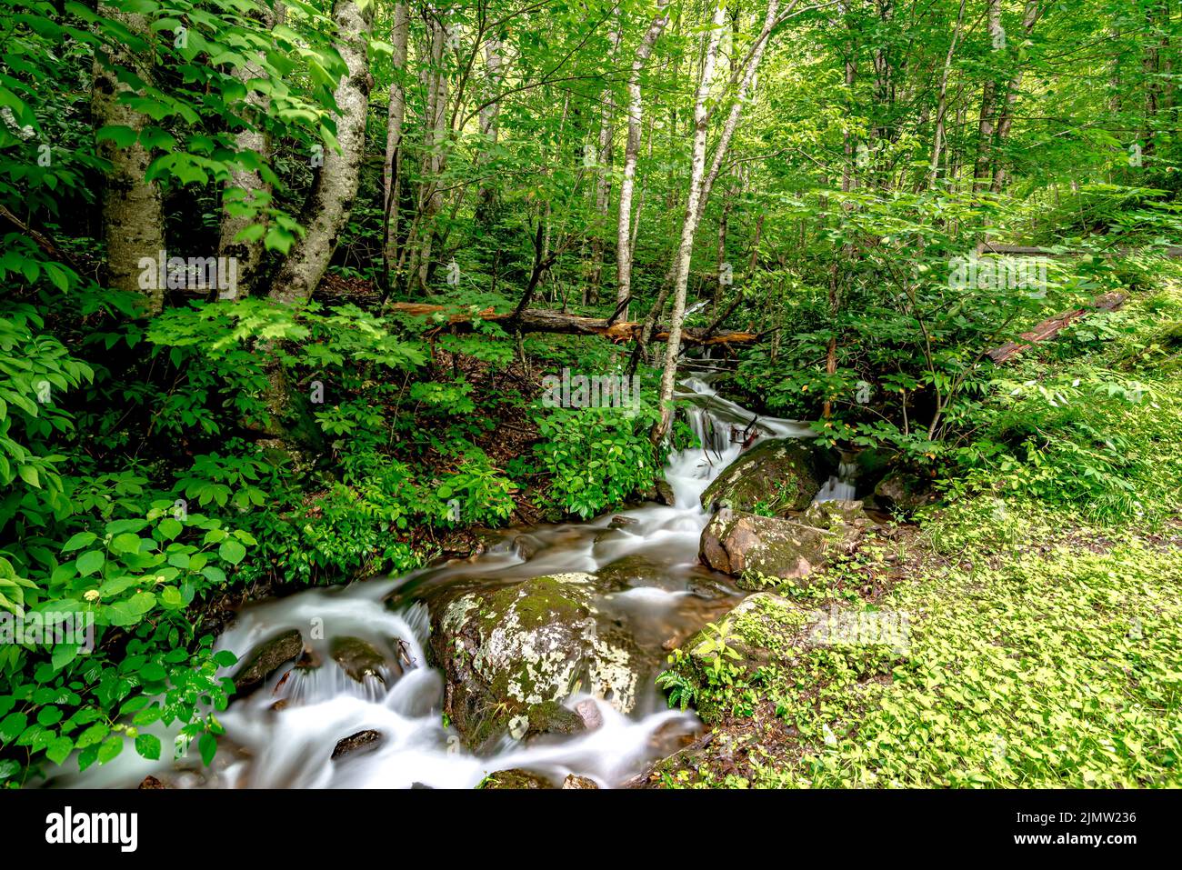 Beautiful peaceful nature on a crek in the mountains Stock Photo