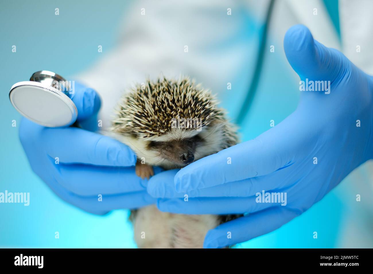 hedgehog and veterinarian.Medicine for animals. African hedgehog in the hand of a doctor.Examining Baby hedgehog with a veterinarian Stock Photo