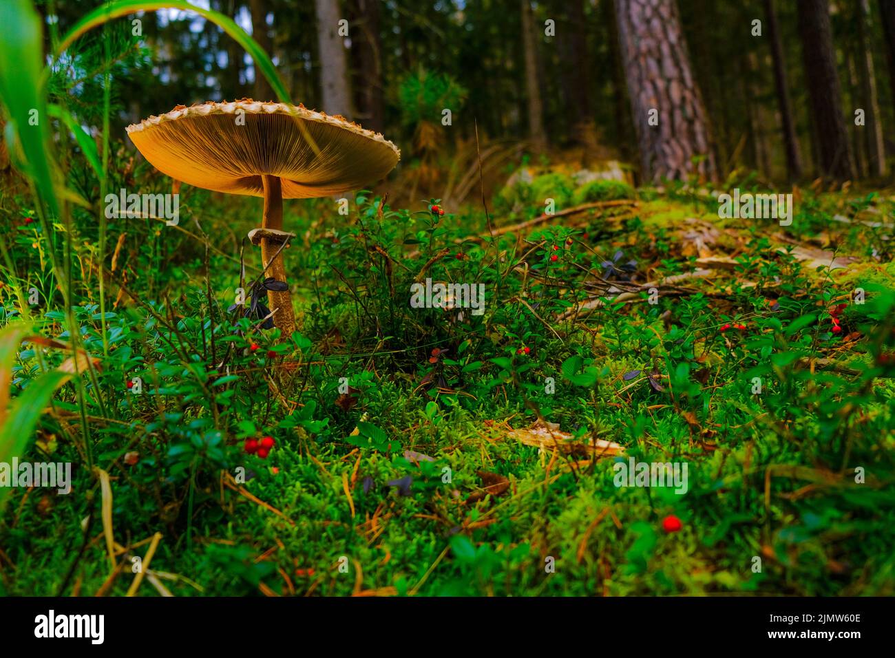 mushroom season. Mushroom closeup in bushes in a spruce forest