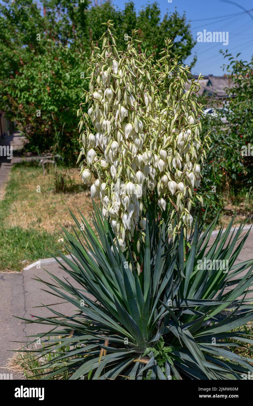 Beautiful blooming Yucca Gloriosa. Stock Photo