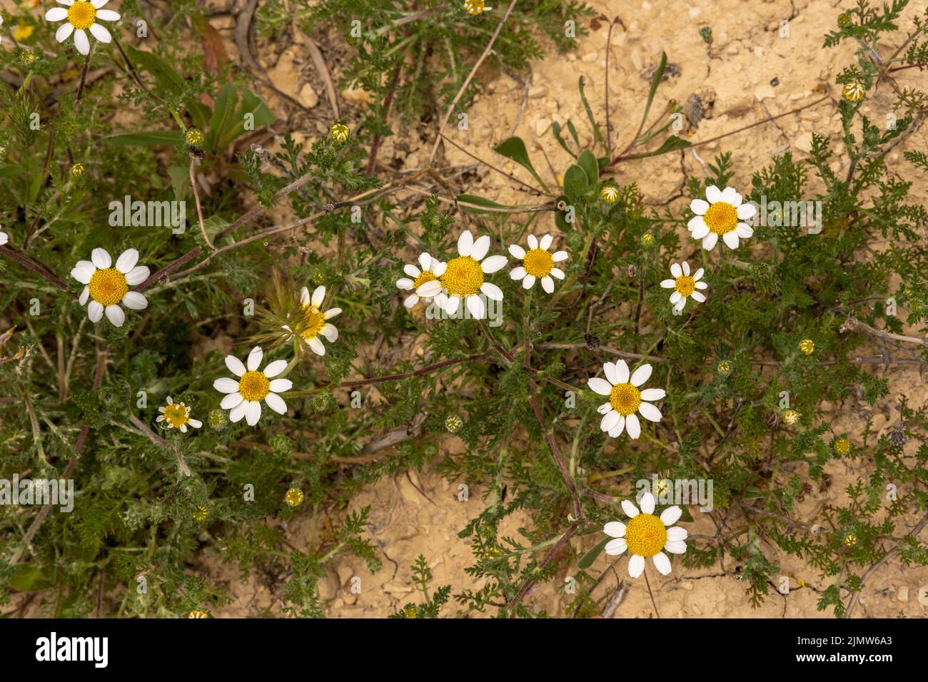 Wild daisies growing in a field of clay soil Stock Photo Alamy