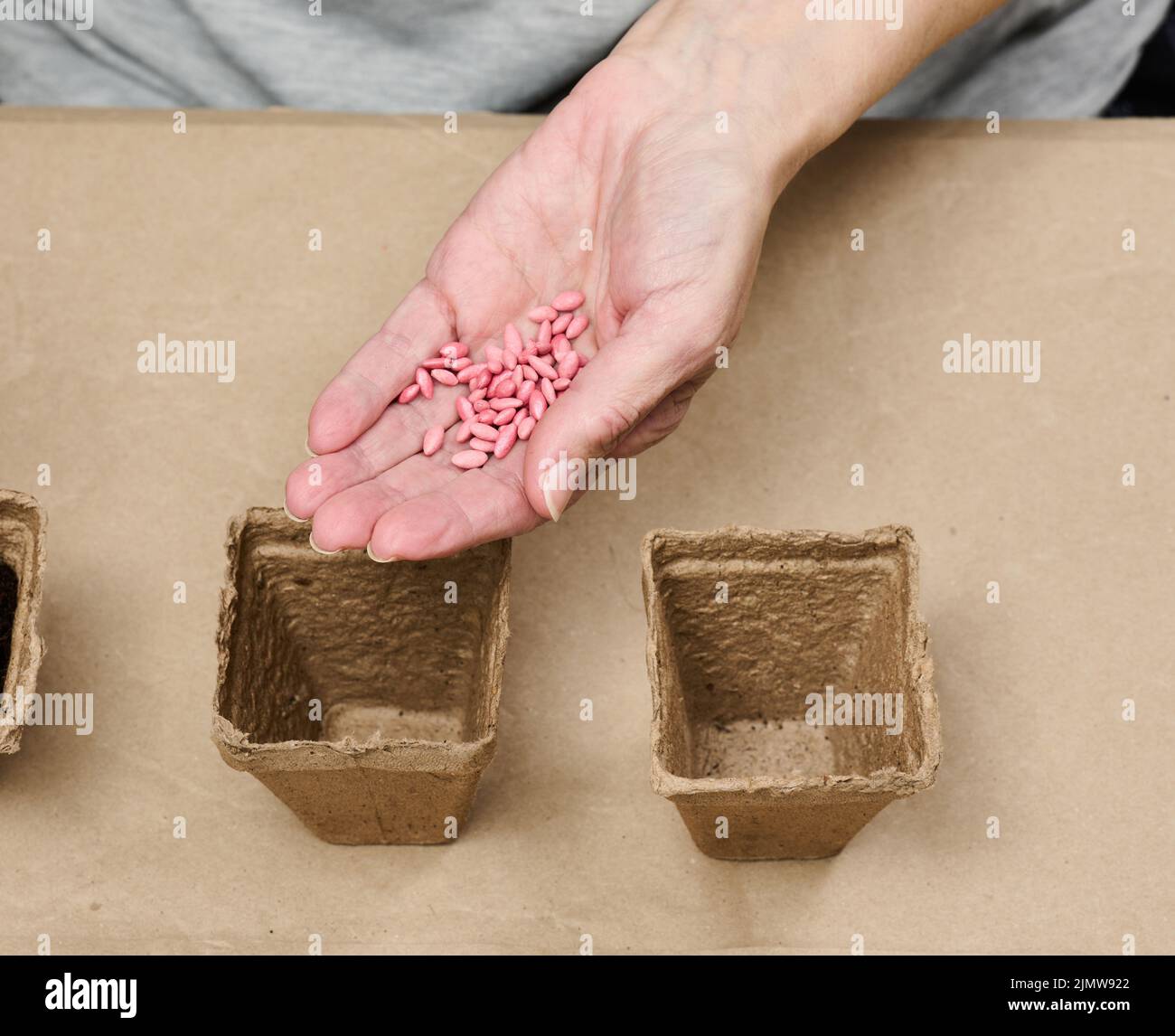 Cucumber seeds in a female palm. Planting seeds in paper cardboard cup at home, hobby Stock Photo
