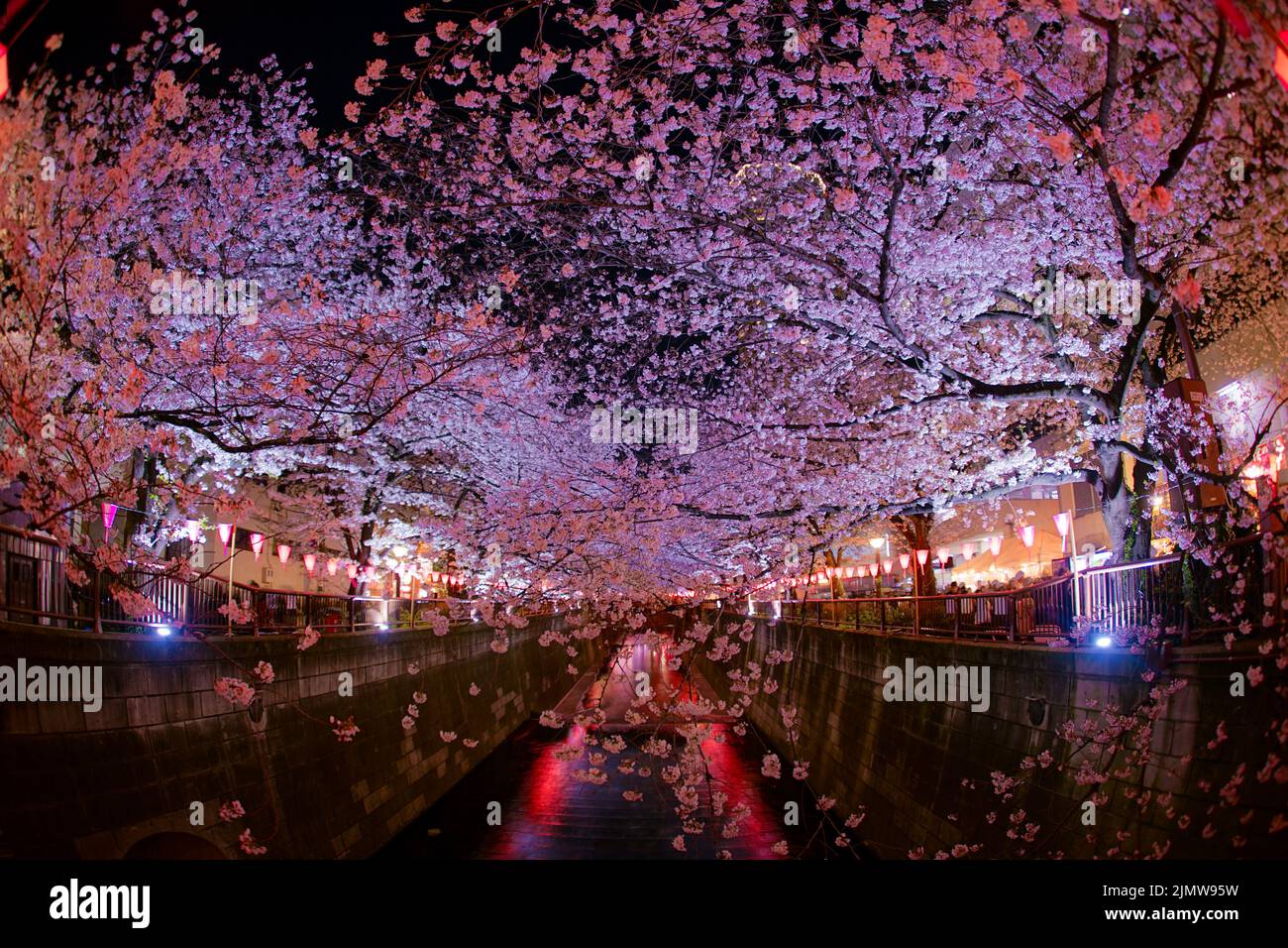Cherry blossoms in full bloom of Meguro River Stock Photo - Alamy