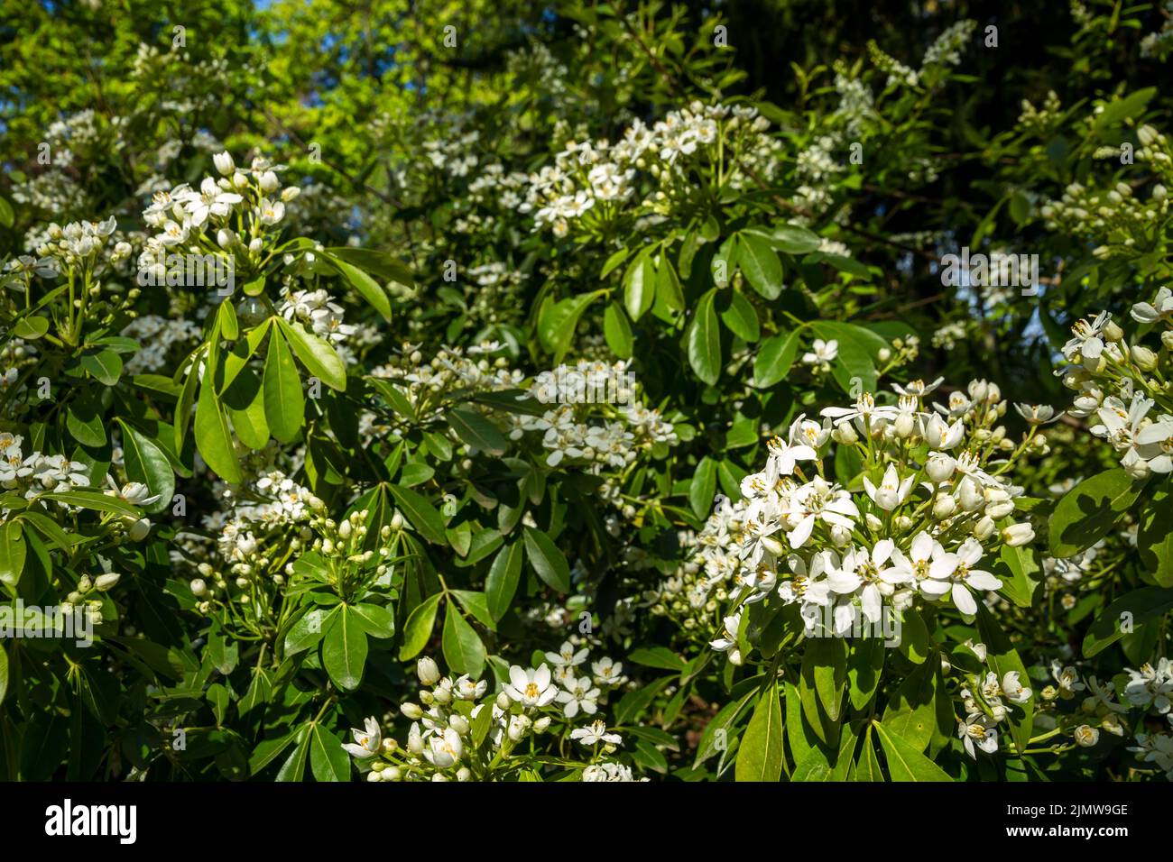 Mexican orange blossom in spring Stock Photo Alamy