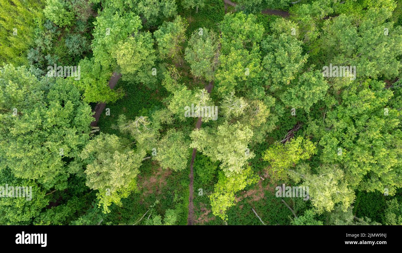 Summer in forest aerial top view. Mixed forest, green deciduous trees. Soft light in countryside woodland or park. Drone shoot a Stock Photo
