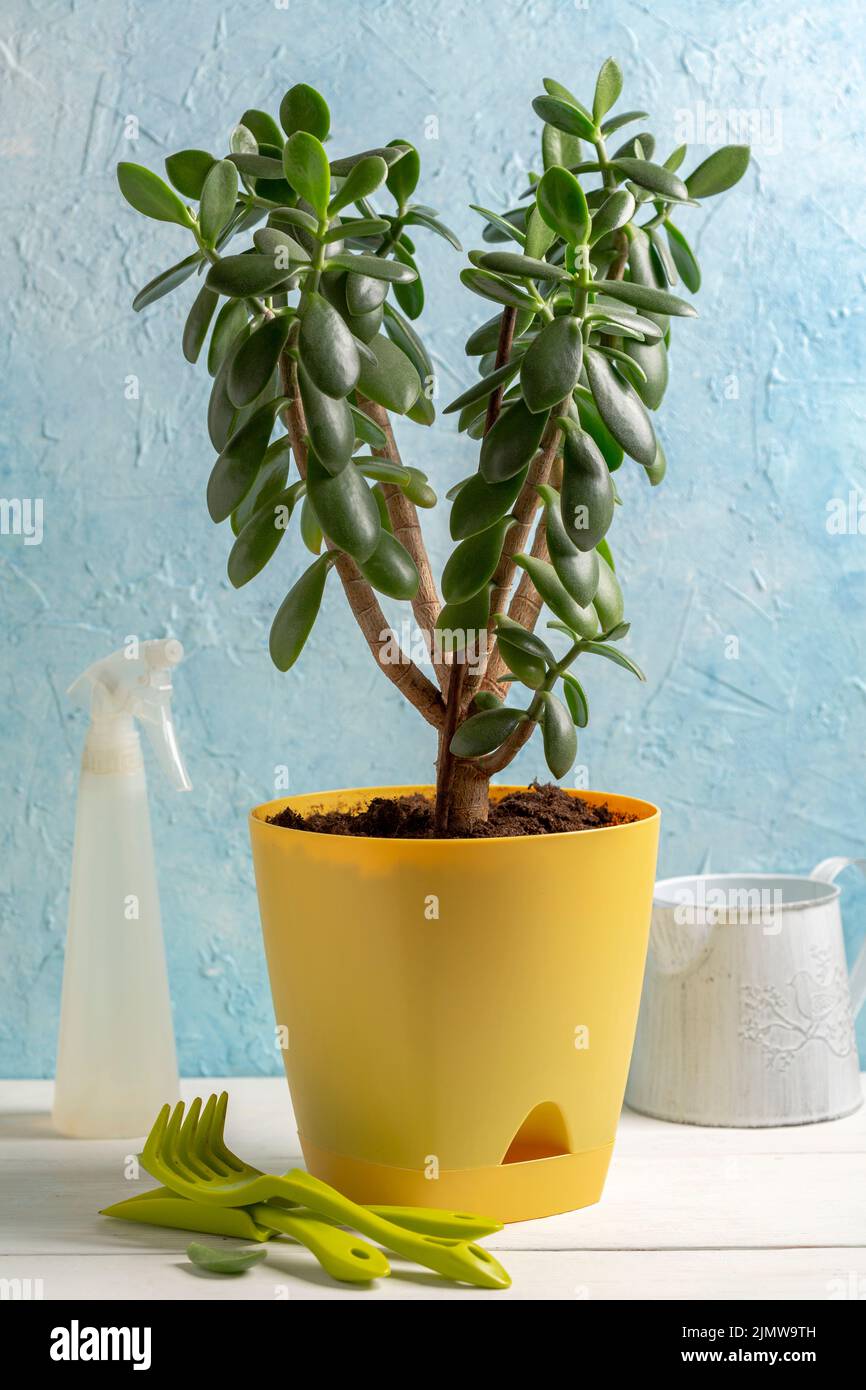 Crassula ovata in a yellow plastic pot. Stock Photo