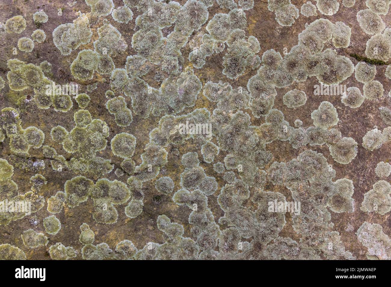 Moss texture hi-res stock photography and images - Alamy
