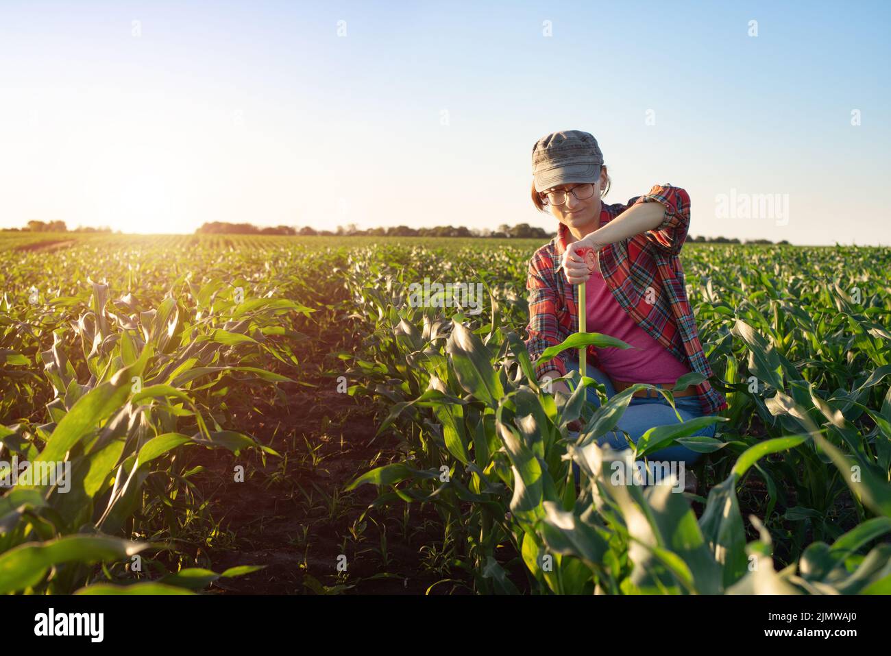 Middle age female caucasian maize farmer with tape measure kneeled for