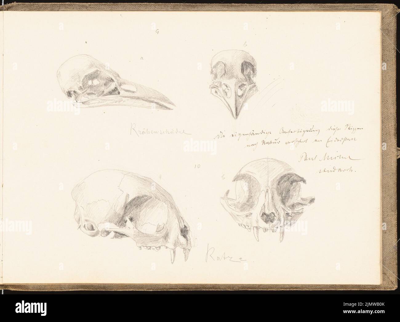 Michel Paul sen. (1877-1938), sketchbook. 1899 (1898-1898): crow and cat skulls, 4 views. Pencil on paper, 18.6 x 25.2 cm (including scan edges) Michel Paul sen.  (1877-1938): Skizzenbuch. 1899 Stock Photo