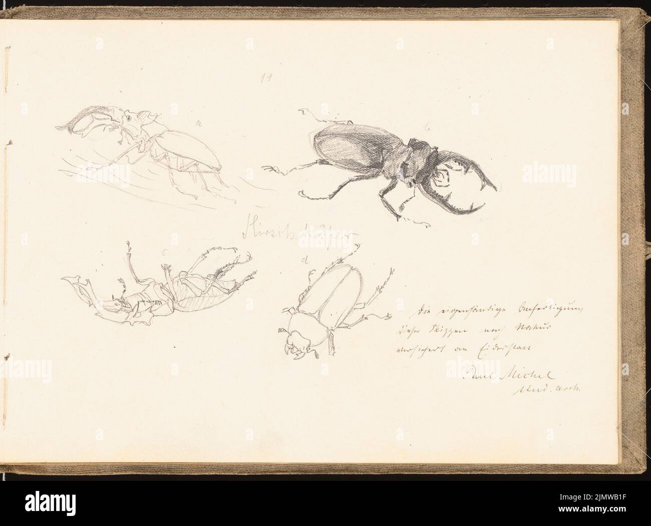 Michel Paul sen. (1877-1938), sketchbook. 1899 (1898-1898): deer beetle, 4 views. Pencil on paper, 18.6 x 25.2 cm (including scan edges) Michel Paul sen.  (1877-1938): Skizzenbuch. 1899 Stock Photo