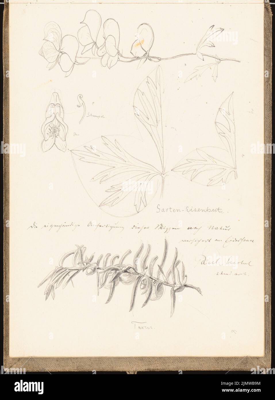 Michel Paul sen. (1877-1938), sketchbook. 1899 (1898-1898): Plant studies. Pencil on paper, 25.2 x 18.6 cm (including scan edges) Michel Paul sen.  (1877-1938): Skizzenbuch. 1899 Stock Photo