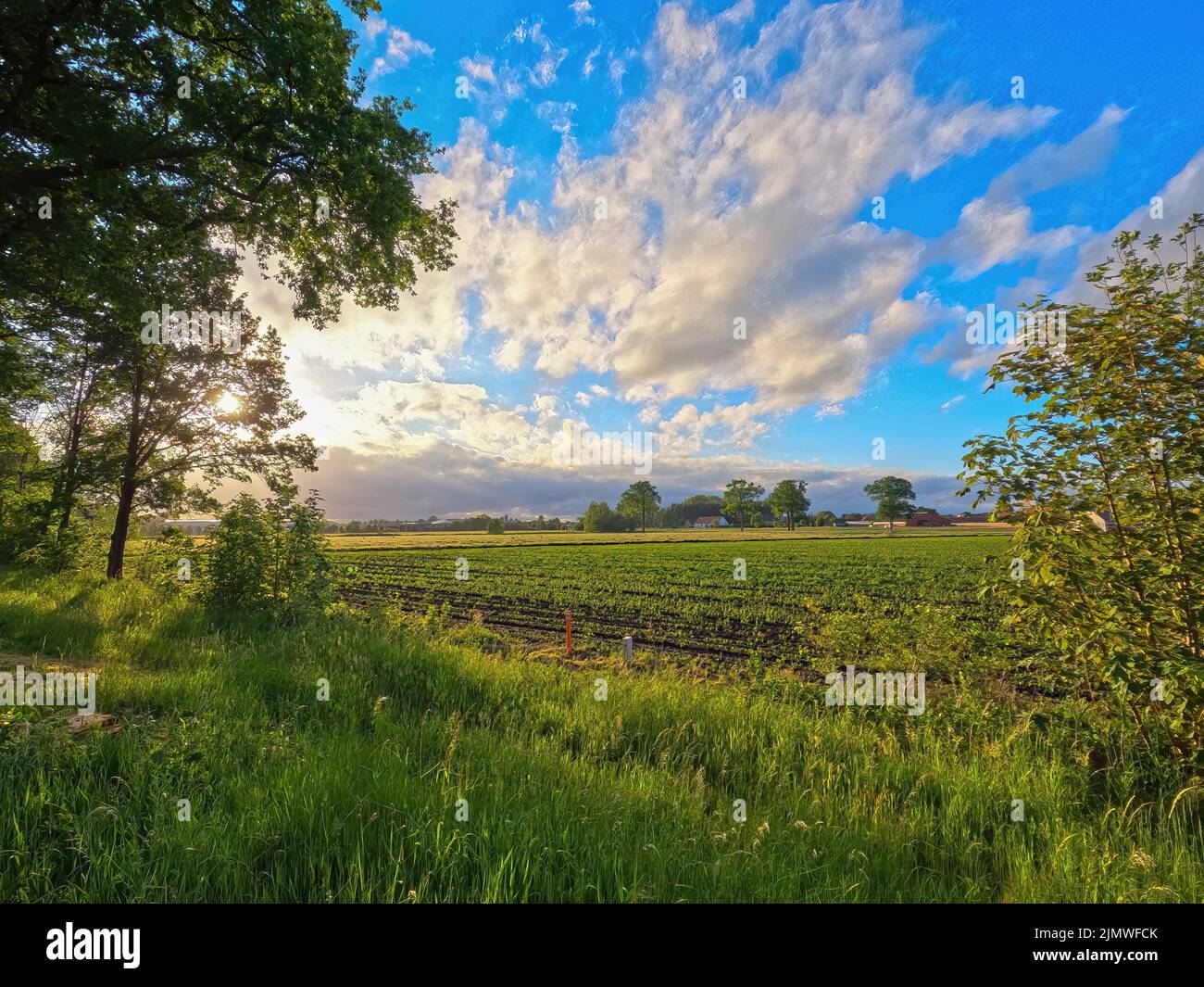 Summer landscape with green farm field and forest in the distance