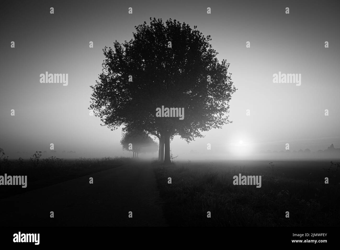 Mmonochrome Spring scenic countryside landscape with a tree on flowers or farm field with deep sun in background on a misty morn Stock Photo