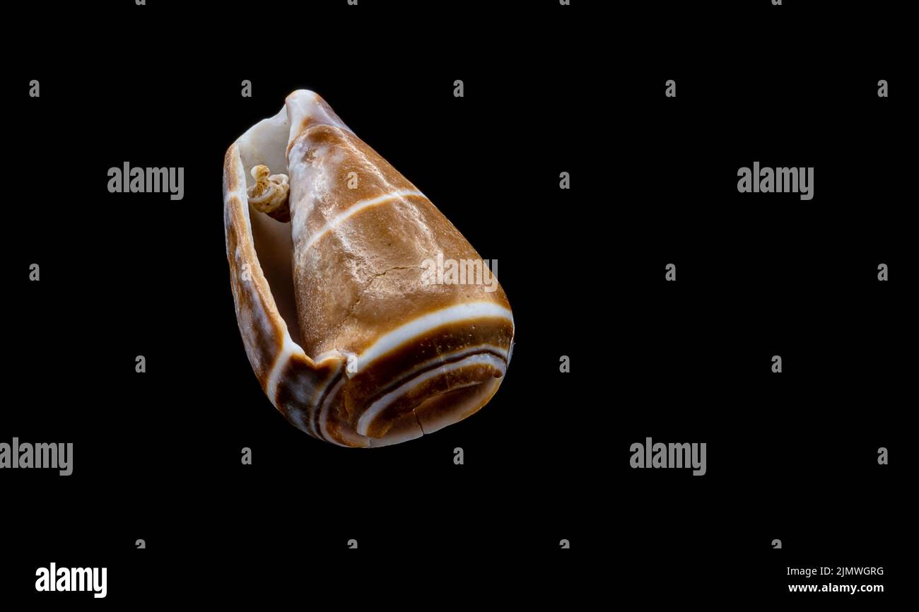 Beautiful sea shell isolated on a black background Stock Photo