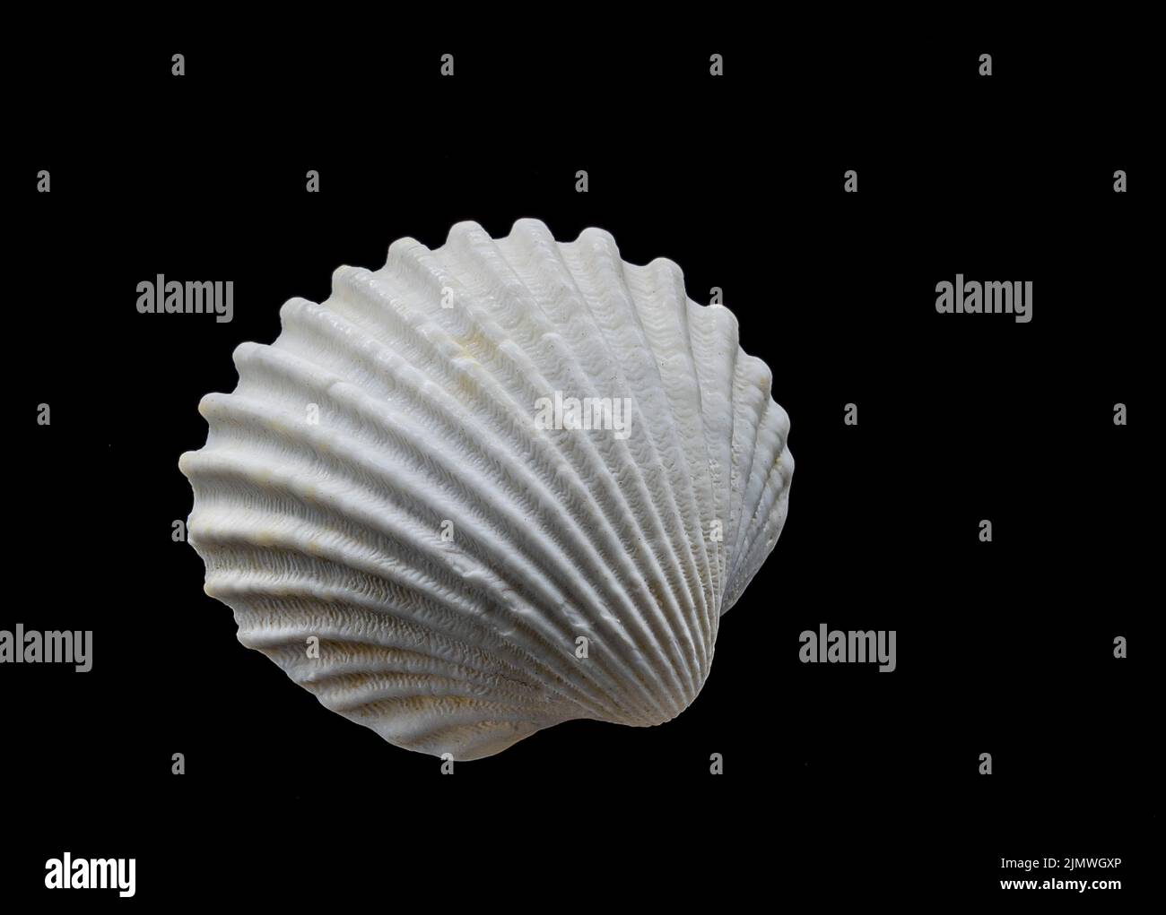 Beautiful sea shell isolated on a black background Stock Photo