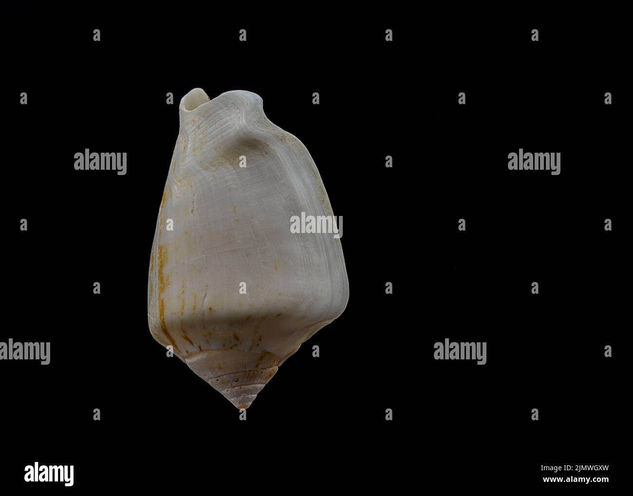 Beautiful sea shell isolated on a black background Stock Photo