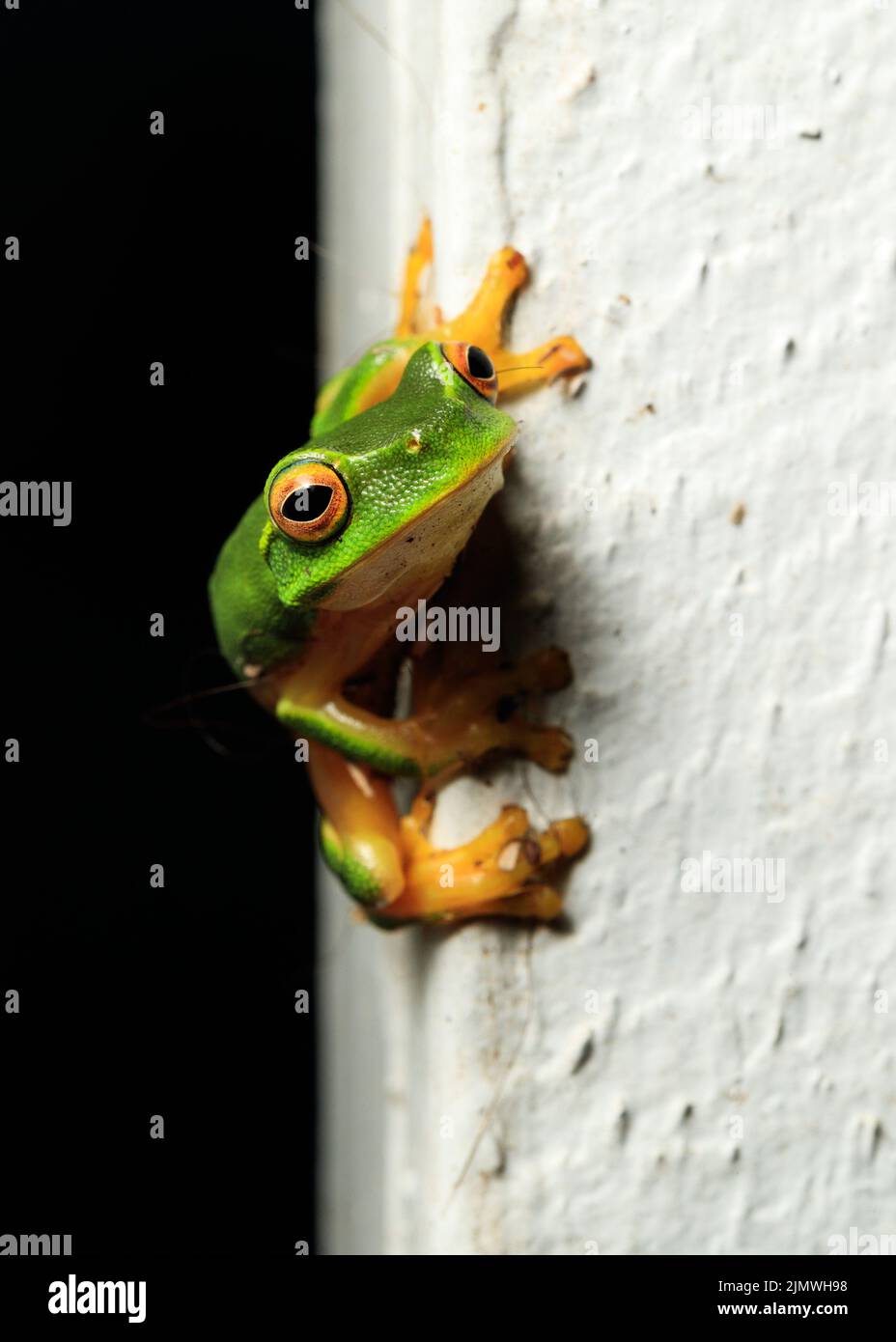 Graceful Tree Frog (Litoria gracilenta) at a home in Boondall, Queensland, Australia Stock Photo