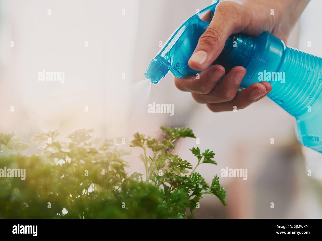 Water will keep the plant growing healthily. an unrecognizable young boy watering some plants at home. Stock Photo