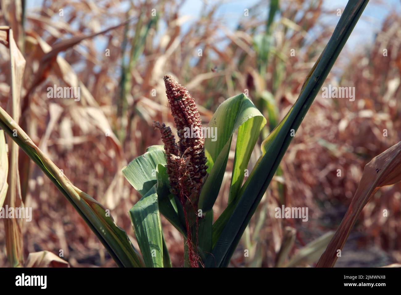 Bucharest, Romania. 7th Aug, 2022. A corn cob is seen undergrown due to drought in Teleorman County, Romania, on Aug. 7, 2022. Romania is facing severe drought this summer. Credit: Gabriel Petrescu/Xinhua/Alamy Live News Stock Photo