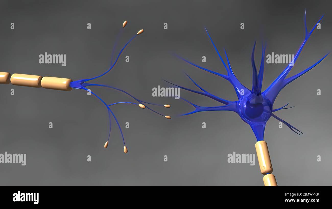 The human brain Neuron Neurons in action. electrical impulses Stock