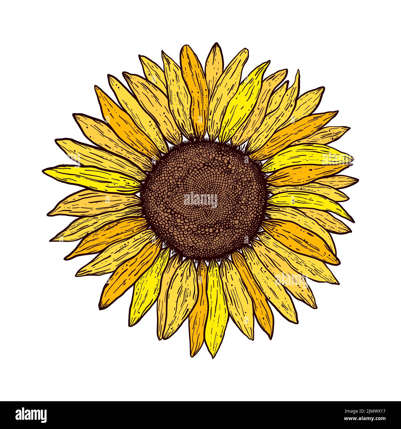 Sunflower in vintage style Stock Vector